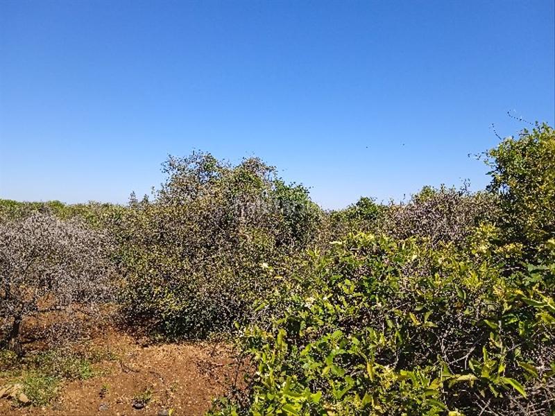 Foto 005b3f43-f435-4a2a-998f-833819fd21fc. Residential plot in Llaurí