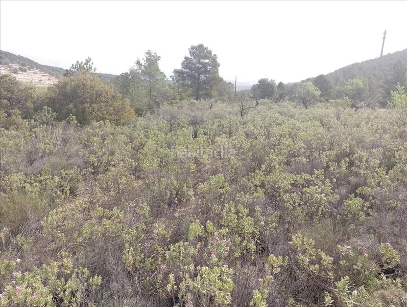 Foto 1e23fc5e-fa07-42ae-98d2-6883476f1023. Residential plot in Relleu