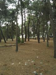 Terreny residencial  Revuelta