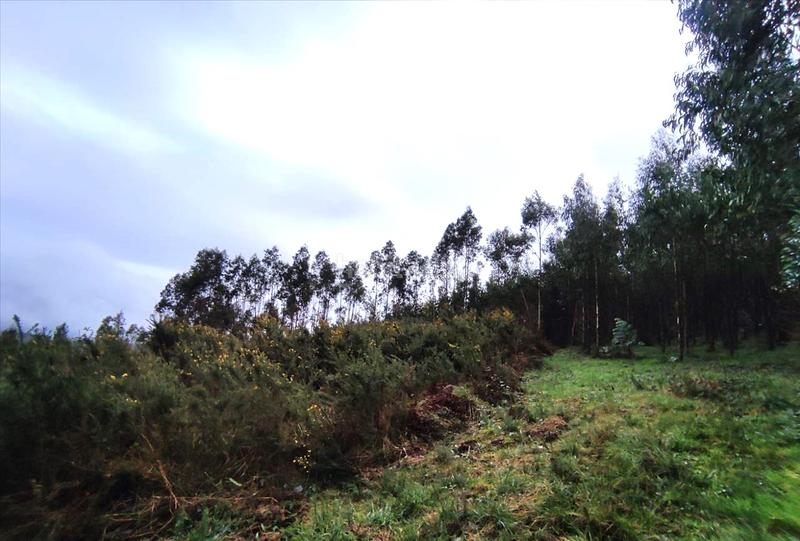 Foto cbb0fda3-fd55-4139-885c-6be3174ea238. Terreno residencial en Carral