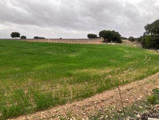 Terreno residenziale  Proc. simplificado