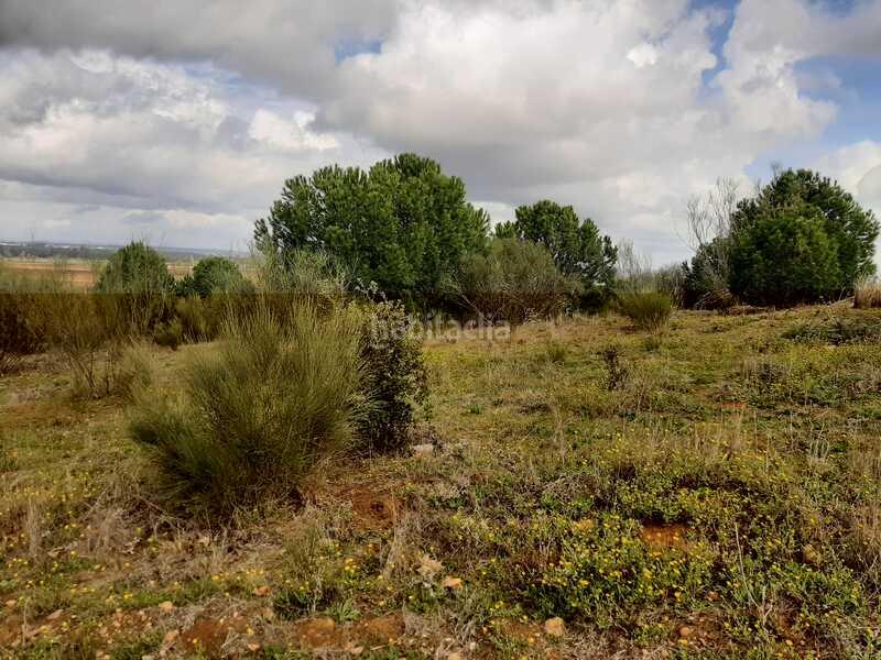Foto e40877eb-808a-42b8-a369-86c8d7463e86. Terreny residencial a Carretera de Sevilla - Los Montitos Badajoz