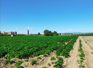 Terreno residenziale  De guarda ribes o guadasilve (campanar)