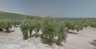 Terreno residenziale  Torredonjimeno