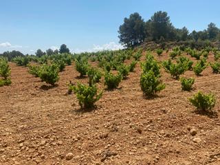 Terreno residenziale  Partidas hoya de los huesos