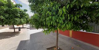 Flat  Brenes
