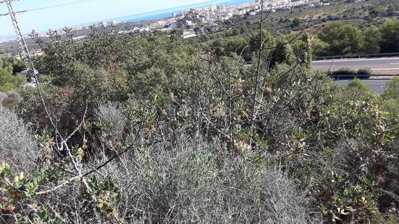Foto 1a7396b3-bb82-45b3-924b-c6bd6bbe5e91. Terrain résidentiel dans El Balcó-Jaume I Oropesa del Mar