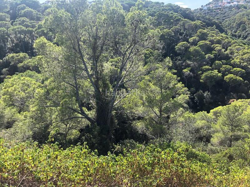 Foto c79f0366-2cd8-4579-90a1-98c67ca2d546. Terrain résidentiel dans Aiguafreda-Sa Tuna Begur