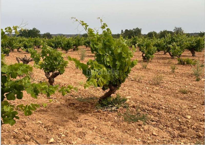 Foto 0e8da6a0-7913-49f6-a54b-ba4fecfcafc7. Terreno residencial en Utiel