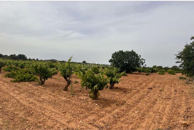 Foto a19dd2c6-2bb6-48b9-a5e5-4e993dbc2612. Terreno residencial en Utiel