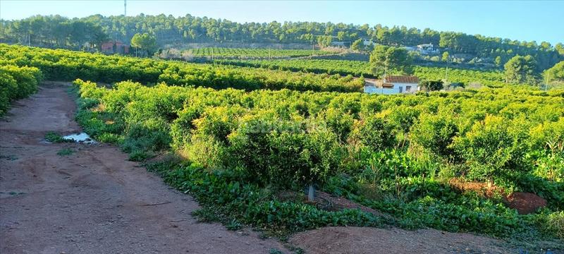 Foto 14bf3e16-e60f-4156-ad1b-cf3edaa9c955. Residential plot in Torres Torres