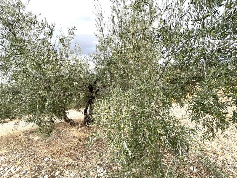 Foto 169e9f3d-46bc-4743-ad67-9c48ab163fb6. Terreno residenziale in Puente Tablas - Puente Nuevo - Cerro Molina Jaén