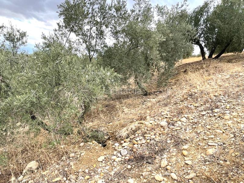 Foto 302d81aa-0450-445e-a93f-c6ae083a1c8b. Terreno residenziale in Puente Tablas - Puente Nuevo - Cerro Molina Jaén