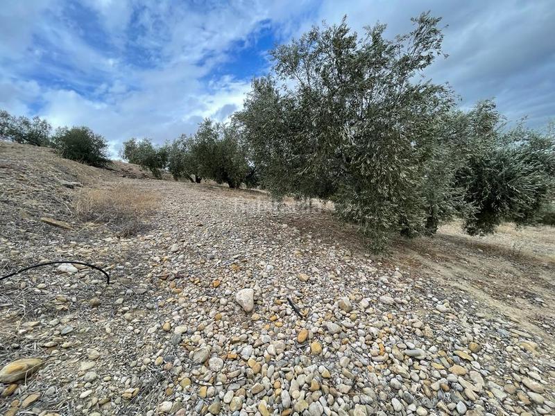 Foto 60b2a9fc-a943-49d6-a344-482201045f44. Terreno residenziale in Puente Tablas - Puente Nuevo - Cerro Molina Jaén