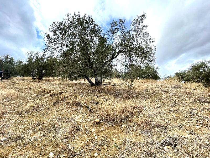 Foto b0bc04a9-18cb-47cb-bd09-30978bfc84b7. Terreno residenziale in Puente Tablas - Puente Nuevo - Cerro Molina Jaén