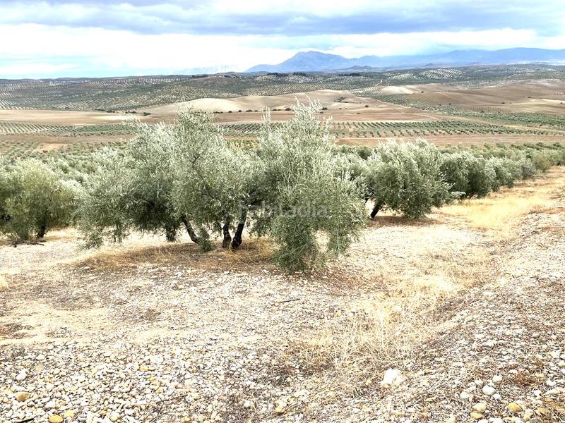 Foto b47916e9-e831-4938-a71c-06ba179d487f. Terreno residenziale in Puente Tablas - Puente Nuevo - Cerro Molina Jaén