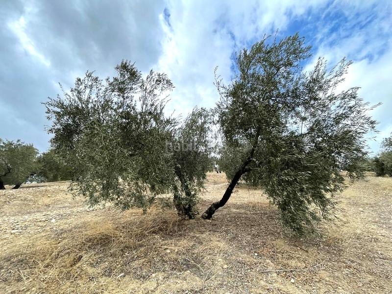 Foto b951290b-90fb-4ed3-8ea7-32891d5aedda. Terreno residenziale in Puente Tablas - Puente Nuevo - Cerro Molina Jaén