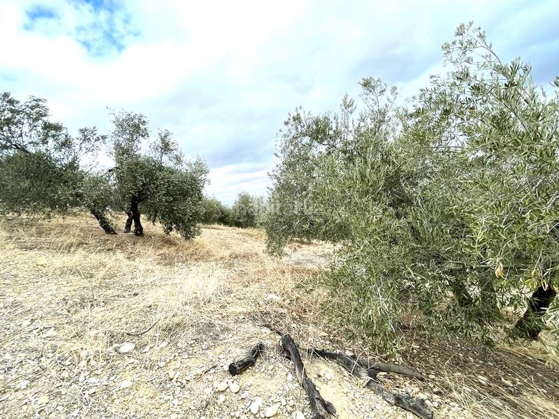 Foto ede7b438-fc04-42b5-9cd2-548f23ca59e1. Terreno residenziale in Puente Tablas - Puente Nuevo - Cerro Molina Jaén