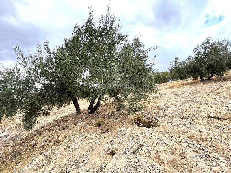 Foto f343fee5-95e4-4e91-a60c-3a2d2a5c9755. Terreno residenziale in Puente Tablas - Puente Nuevo - Cerro Molina Jaén