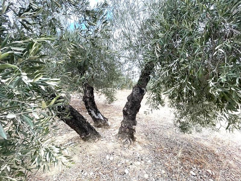 Foto 44dfd2fb-8218-4709-8a1c-48cfa8de2310. Wohngrundstück in Puente Tablas - Puente Nuevo - Cerro Molina Jaén