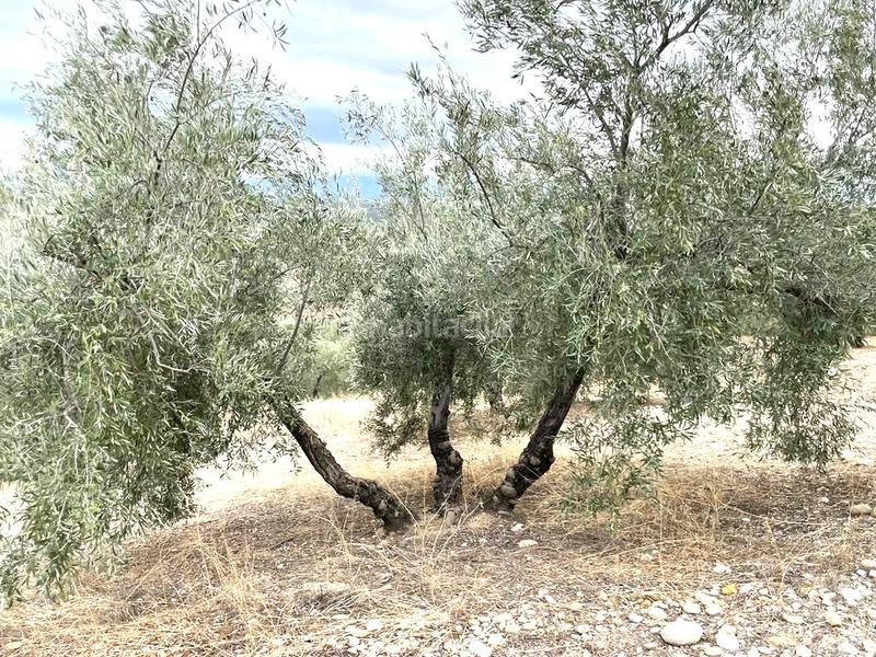 Foto 7747f6ea-83e3-4f09-b2d1-4e135f18588a. Wohngrundstück in Puente Tablas - Puente Nuevo - Cerro Molina Jaén