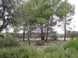 Terreny residencial  Llanorel
