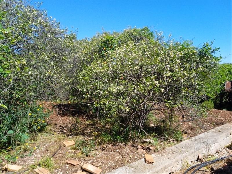 Foto 75a793c1-aafb-4a2b-8f4b-d30cf2946300. Terreno residencial en Llaurí