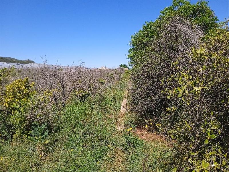 Foto c40595cb-f2cc-40d6-9147-1c3fe1255ccc. Terreno residencial en Llaurí