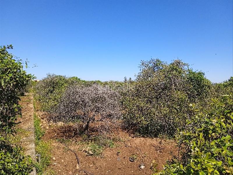 Foto 7143bf47-c2d5-42bc-8924-572dddee0192. Terreno residenziale in Llaurí