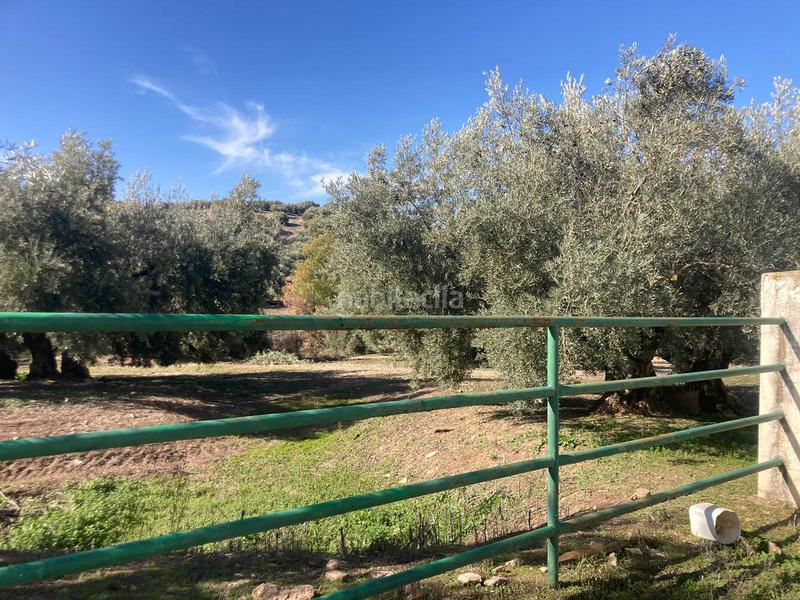 Foto e2bfce65-4909-4ce1-bcaf-d149d2beaf8d. Finca rústica a Rute