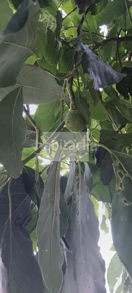 Foto fe4381c2-4f57-4c70-a44f-2459862f2fff. House in Valsequillo de Gran Canaria