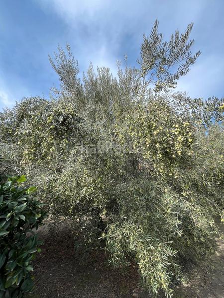 Foto 0a728b48-caa0-49bf-8464-81daa2cdd73a. Finca rústica a Alsodux