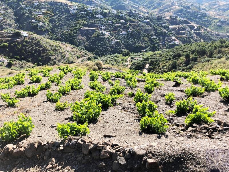 Foto 1810e6fc-8981-4ab6-95cb-baf73b9a342b. Residential plot in Cómpeta