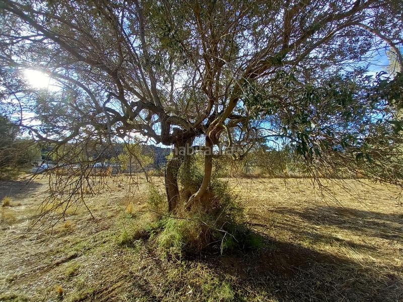 Foto 50e0a074-a679-4282-a2b1-3e1a0c89e274. Finca rústica a Benissa pueblo Benissa
