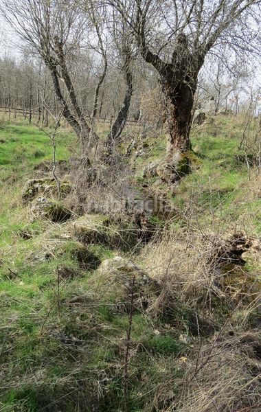 Foto 0a036fa6-8b59-40a3-a0d1-1e9a03eed510. Finca rústica a Sotosalbos