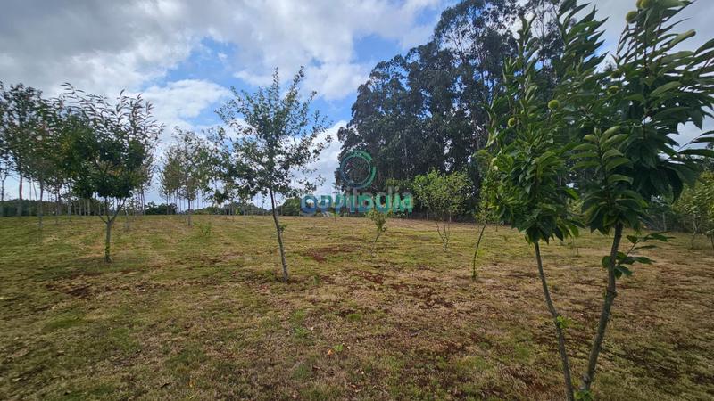 Foto 494f8983-6195-4581-bd49-afc20eeb9cd6. Finca rústica a Abegondo