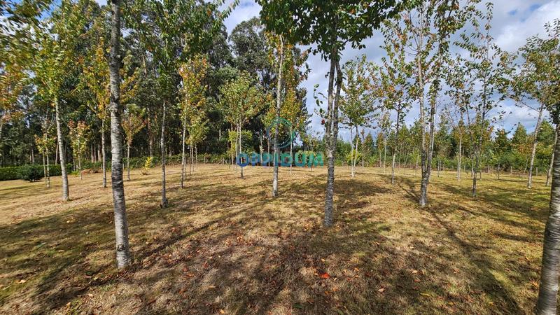 Foto f3ee8ad6-f4d8-4e2c-9910-2a3ab335c133. Finca rústica a Abegondo