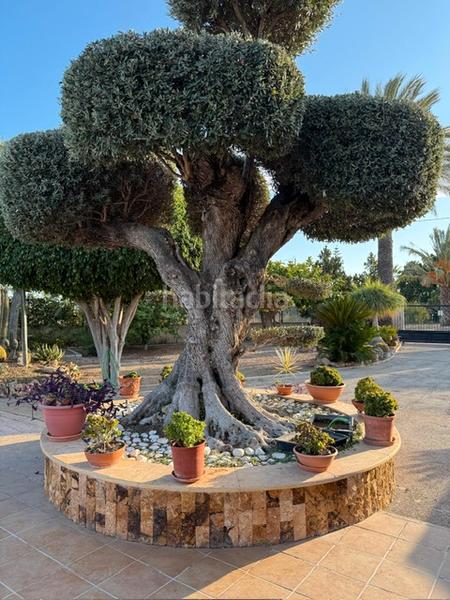 Foto 4258ac17-8a37-4ff3-a122-c621e6aa8944. Chalet dans partida maitino 1051 dans Alzabares Elche / Elx