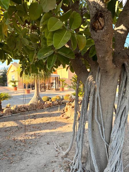 Foto fe266e8e-04b8-4caf-b6b8-62fdbf855022. Chalet dans partida maitino 1051 dans Alzabares Elche / Elx