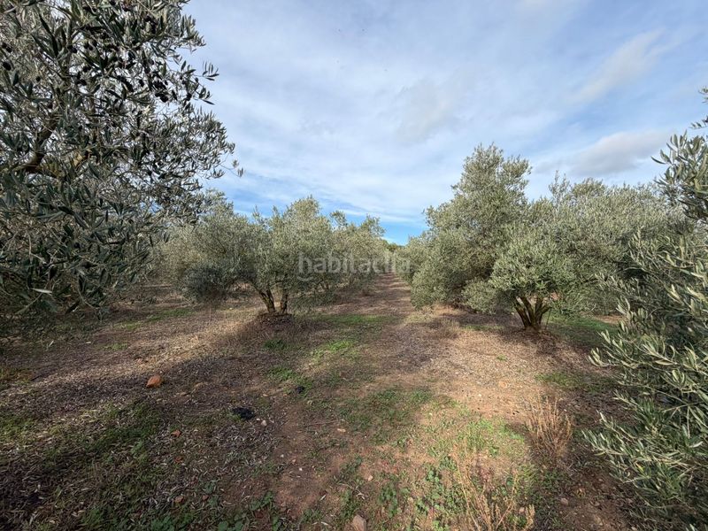 Foto 62516fc2-c90d-4a58-a2d6-05b5dfa7aa95. Finca rústica a Nord Roses