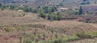 Rural plot  Las canales. Terreno rustico las canales aledo