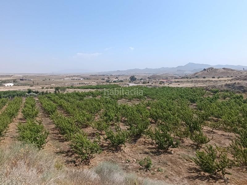 Foto 63fc3e82-f1f1-4c77-83f6-8fdcc5dd7eae. Finca rústica a Mazarrón casco urbano Mazarrón