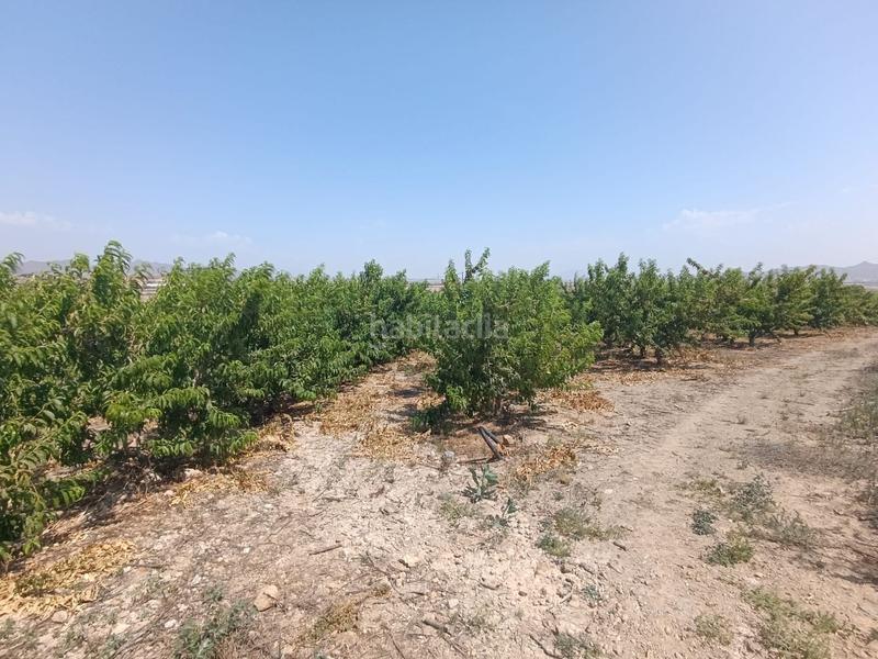 Foto a4afe4a8-218e-4f16-96da-e75e0af48164. Finca rústica a Mazarrón casco urbano Mazarrón