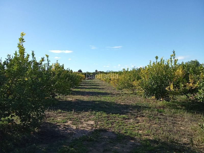 Foto 9be2b722-9737-4866-91ab-c611385956c3. Finca rústica a Librilla