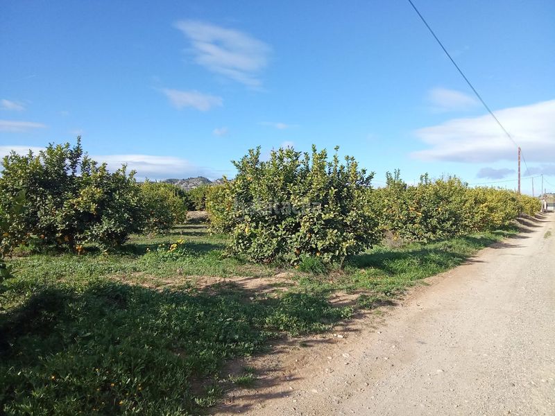 Foto a4c01c48-7e0b-4759-ba33-cf949108a469. Finca rústica a Librilla