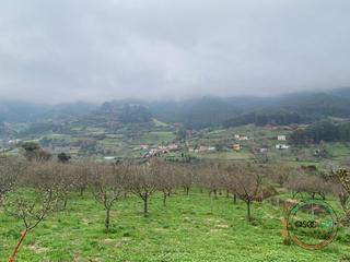 Terreny residencial  Villaviciosa - calle sanzornin. Se vende finca en puellesvillaviciosa