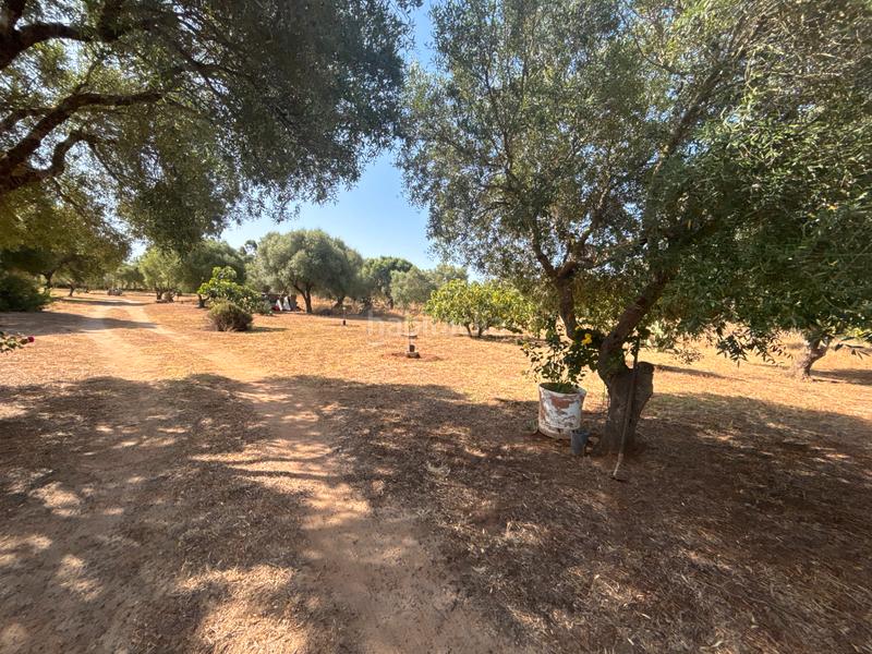 Foto 09c24830-56ea-447d-a2b5-6cb88eed9c9f. Finca rústica ?? gran parcela rústica con vivienda y huerto en venta en Medina - Sidonia