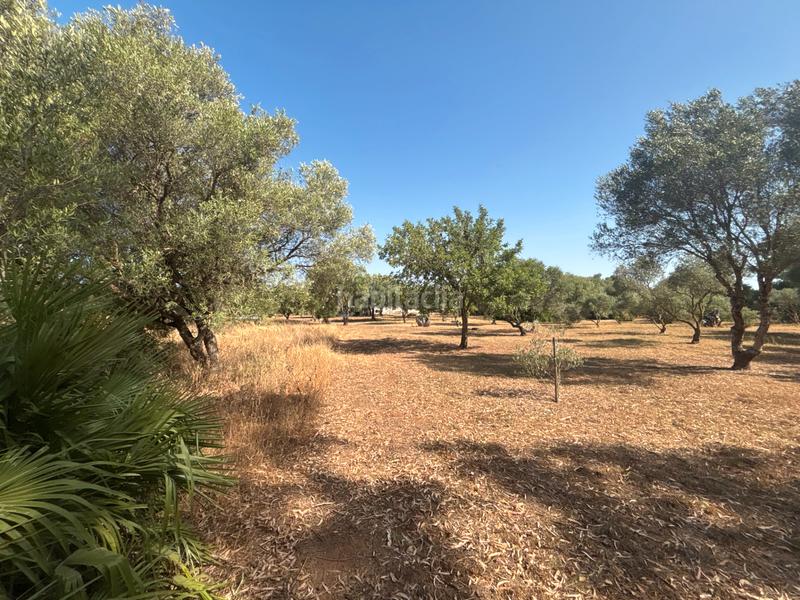 Foto 1fe83902-f26b-473c-b5f9-192f9f5c24bb. Finca rústica ?? gran parcela rústica con vivienda y huerto en venta en Medina - Sidonia