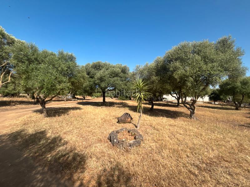 Foto 32c4ef2b-022d-4ac3-bca0-634eb906c1a8. Finca rústica ?? gran parcela rústica con vivienda y huerto en venta en Medina - Sidonia
