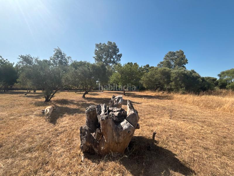 Foto 34aaa2d7-9d5b-43fb-bd1c-981439807853. Finca rústica ?? gran parcela rústica con vivienda y huerto en venta en Medina - Sidonia